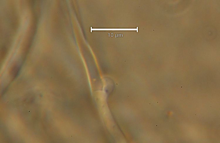 Una crosta a lunghi denti - foto 6727 (Dentipellis fragilis)